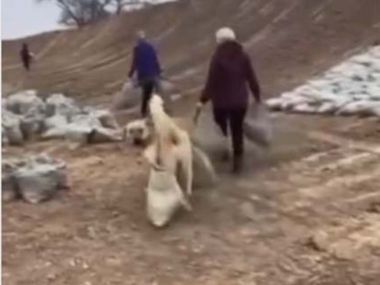 Собака, помогающая строить дамбу в Атырауской области, покорила Казнет